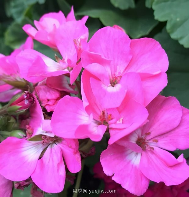 4種花卉，花友入坑不能自拔，尤其是月季(圖3)