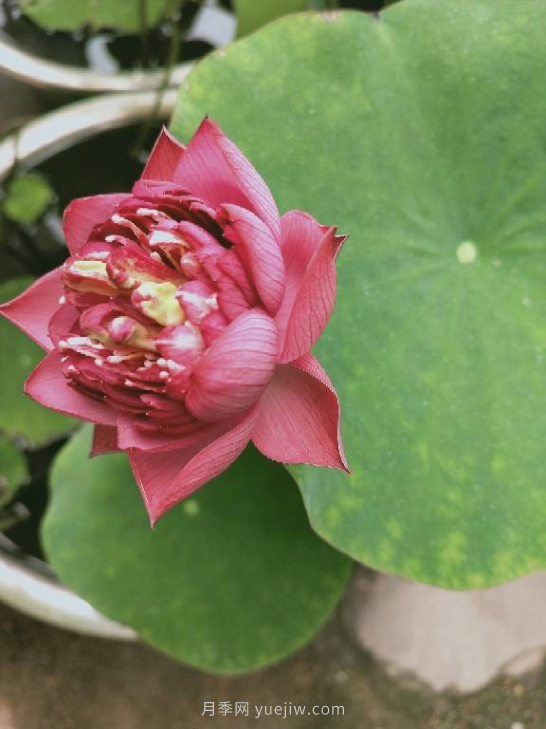4種花卉，花友入坑不能自拔，尤其是月季(圖4)