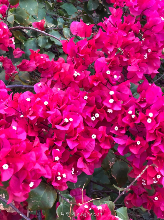 4種花卉，花友入坑不能自拔，尤其是月季(圖2)