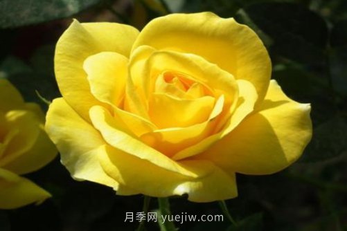 北京的市花是什么？北京的市花是月季還是菊花呢？(圖1)