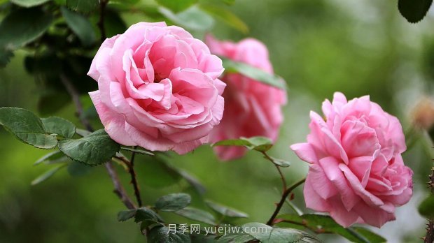 南昌濱江月季園，帶你去看天下風(fēng)流的江西月季花(圖3)