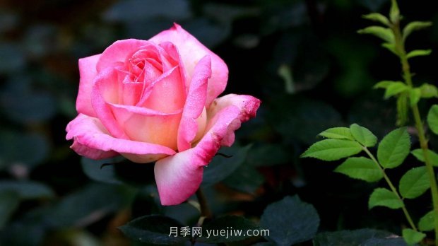 南昌濱江月季園，帶你去看天下風(fēng)流的江西月季花(圖4)