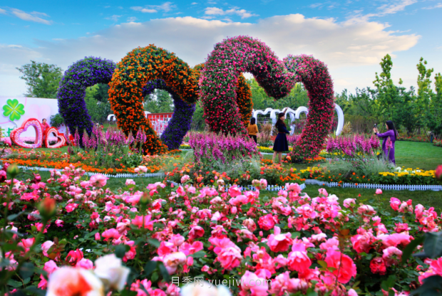 來(lái)南陽(yáng)世界月季大觀(guān)園，看超美月季花(圖冊)(圖4)