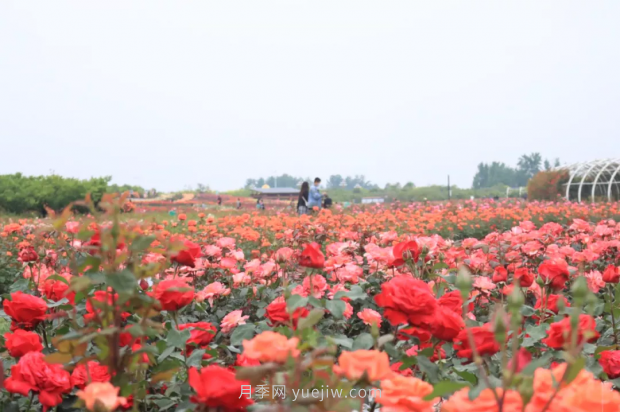 來(lái)南陽(yáng)世界月季大觀(guān)園，看超美月季花(圖冊)(圖2)