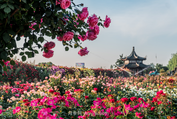 來(lái)南陽(yáng)世界月季大觀(guān)園，看超美月季花(圖冊)(圖1)