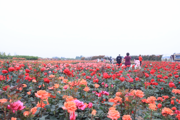 來(lái)南陽(yáng)世界月季大觀(guān)園，看超美月季花(圖冊)(圖3)