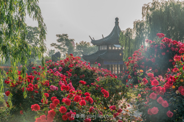 來(lái)南陽(yáng)世界月季大觀(guān)園，看超美月季花(圖冊)(圖5)
