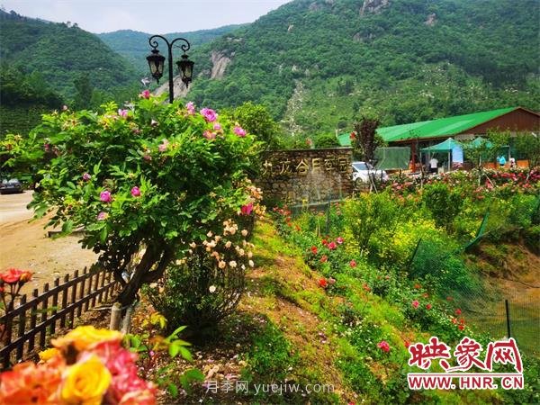 信陽(yáng)羅山:月季飄香 美麗鄉村綻放美麗經(jīng)濟(圖1) 信陽(yáng)羅山:月季飄香 美麗鄉村綻放美麗經(jīng)濟(圖1)