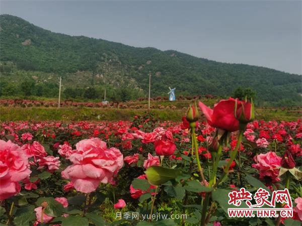 信陽(yáng)羅山:月季飄香 美麗鄉村綻放美麗經(jīng)濟(圖2) 信陽(yáng)羅山:月季飄香 美麗鄉村綻放美麗經(jīng)濟(圖2)