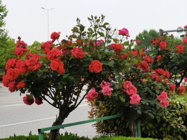 河南南陽(yáng)：15萬(wàn)畝月季花迎來(lái)盛花期 產(chǎn)銷(xiāo)兩旺(圖3)