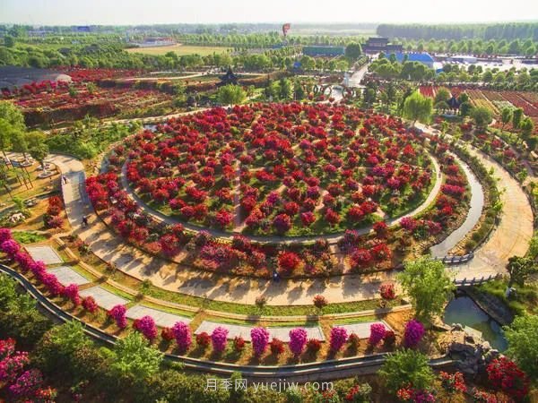 河南南陽(yáng)：15萬(wàn)畝月季花迎來(lái)盛花期 產(chǎn)銷(xiāo)兩旺(圖2)
