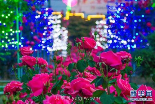 河南南陽(yáng)：月季為“媒” 富民產(chǎn)業(yè)助力鄉村振興(圖5)