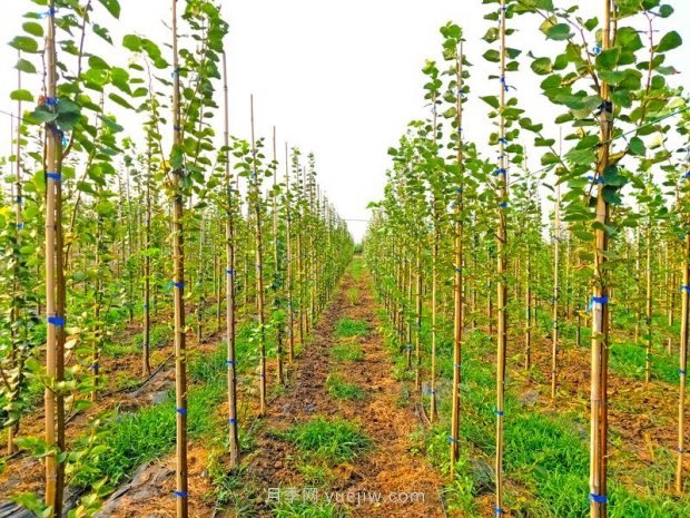 夏季新栽植椴樹(shù)苗木養護要點(diǎn)(圖1)