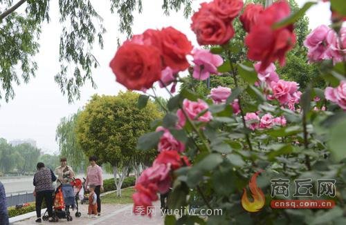 商丘月季花開(kāi)香滿(mǎn)城(圖2)