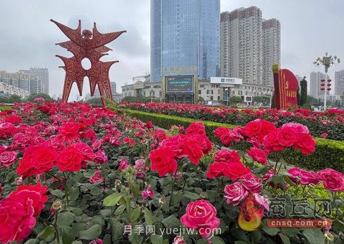 商丘月季花開(kāi)香滿(mǎn)城(圖1)