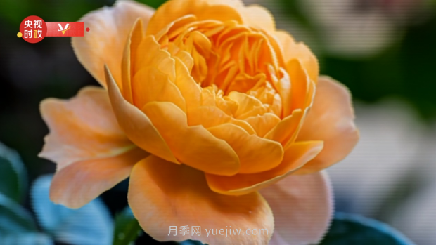 共享生態(tài)美景 助推鄉村振興——走進(jìn)南陽(yáng)月季博覽園(圖1)