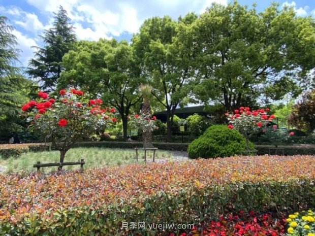 上海哪里月季花***美？到這些公園來(lái)看月季吧！(圖11)