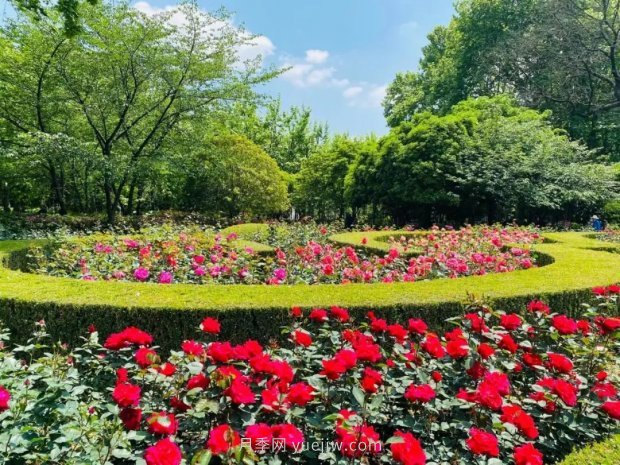 上海哪里月季花***美？到這些公園來(lái)看月季吧！(圖12)