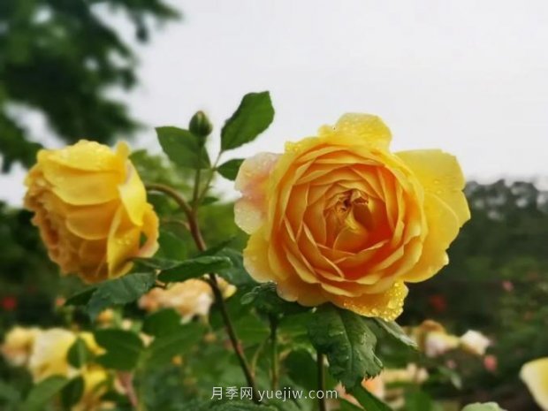 上海哪里月季花***美？到這些公園來(lái)看月季吧！(圖2)