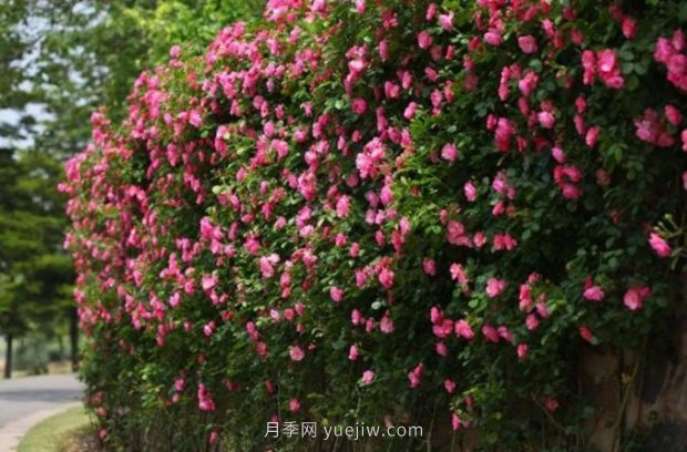 上海哪里月季花***美？到這些公園來(lái)看月季吧！(圖5)
