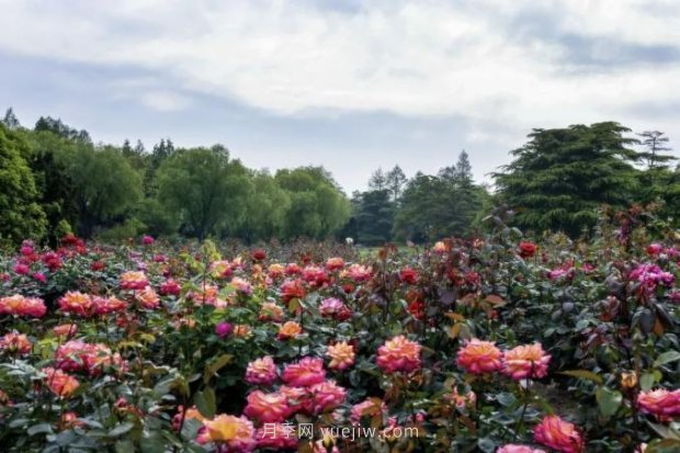 上海哪里月季花***美？到這些公園來(lái)看月季吧！(圖6)