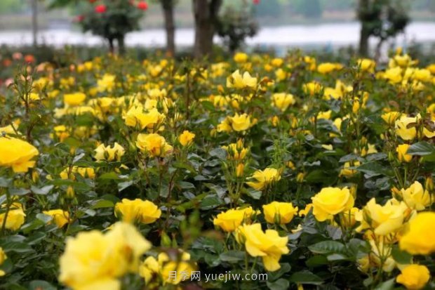 上海哪里月季花***美？到這些公園來(lái)看月季吧！(圖9)