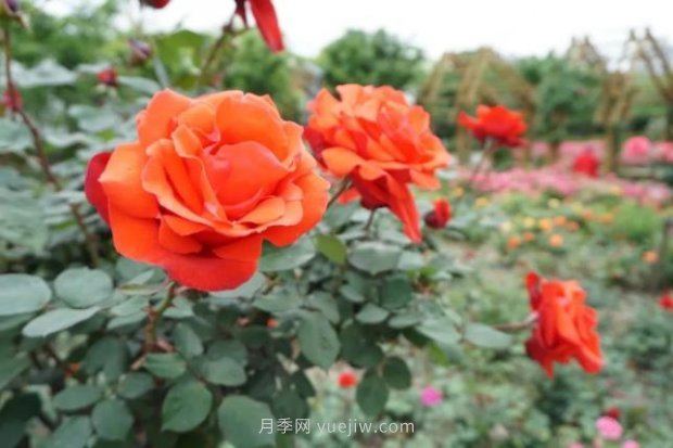 上海哪里月季花***美？到這些公園來(lái)看月季吧！(圖1)