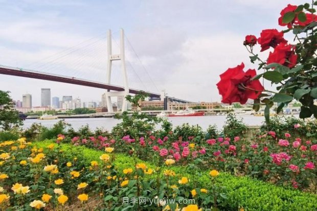 上海哪里月季花***美？到這些公園來(lái)看月季吧！(圖15)