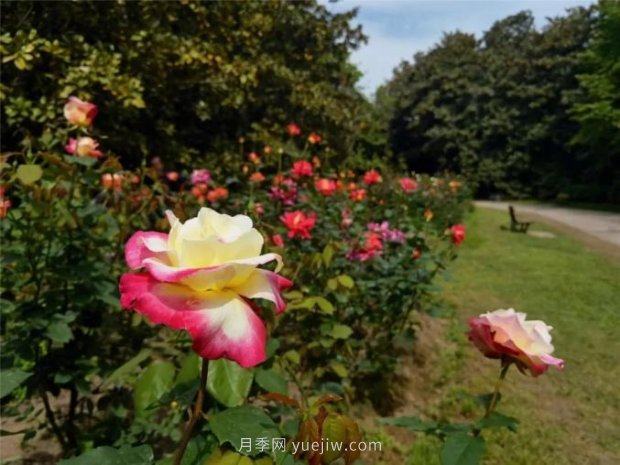 上海哪里月季花***美？到這些公園來(lái)看月季吧！(圖7)