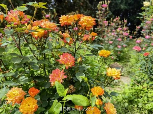 上海哪里月季花***美？到這些公園來(lái)看月季吧！(圖8)
