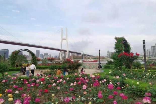 上海哪里月季花***美？到這些公園來(lái)看月季吧！(圖14)