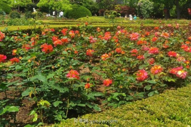 上海哪里月季花***美？到這些公園來(lái)看月季吧！(圖13)