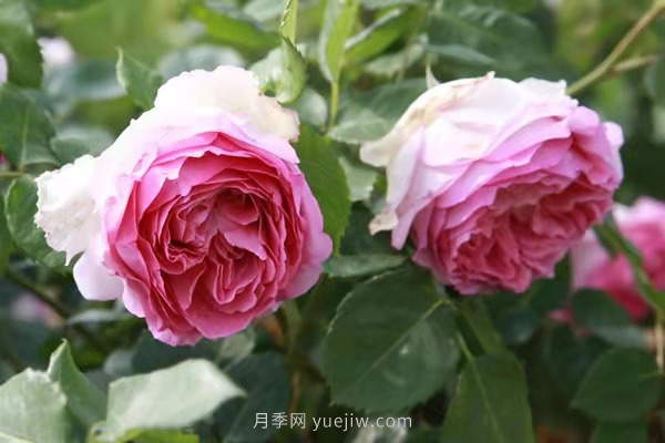 武漢花路看5600米月季花景觀(guān)帶，各類(lèi)月季品種美不勝收(圖9)
