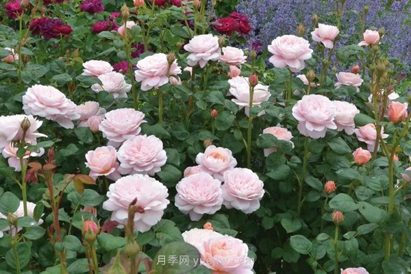 武漢花路看5600米月季花景觀(guān)帶，各類(lèi)月季品種美不勝收(圖8)