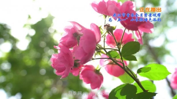 武漢花路看5600米月季花景觀(guān)帶，各類(lèi)月季品種美不勝收(圖2)