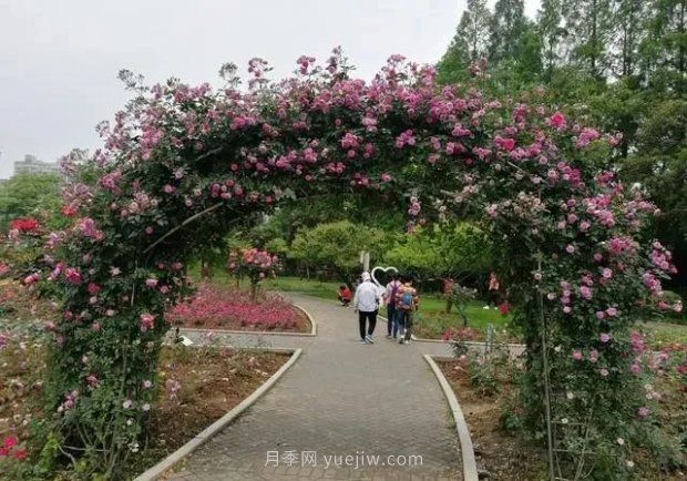 武漢花路看5600米月季花景觀(guān)帶，各類(lèi)月季品種美不勝收(圖3)
