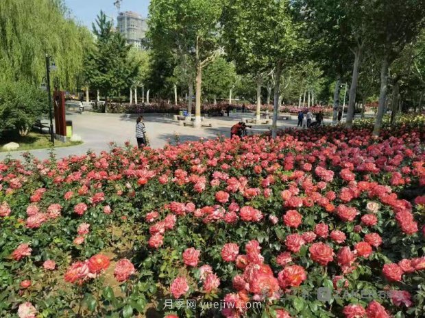 石家莊東環(huán)公園的月季正值盛花期，快來(lái)打卡(圖1)