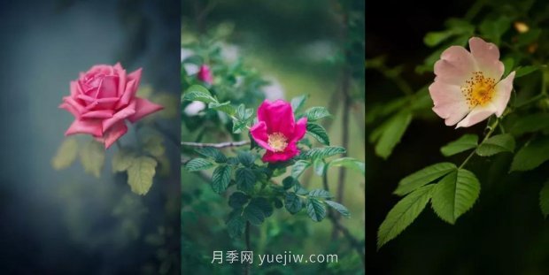 關(guān)于玫瑰花的這些冷知識你知道幾條？(圖1)