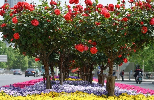 南陽(yáng)月季火出圈！鄭州市花月季舉手有話(huà)說(shuō)(圖1)