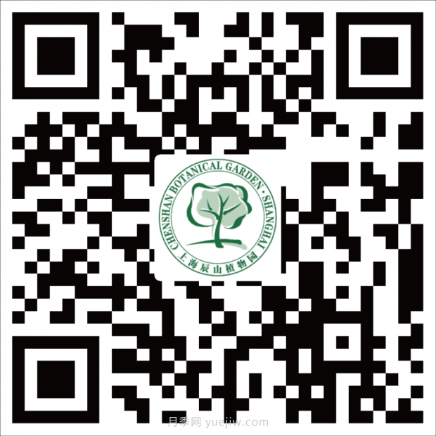 辰山植物園 現代月季之路(圖11)