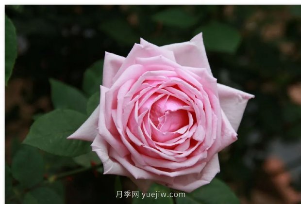 辰山植物園 現代月季之路(圖2)