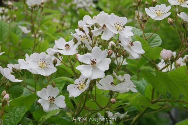 辰山植物園 現代月季之路(圖3)