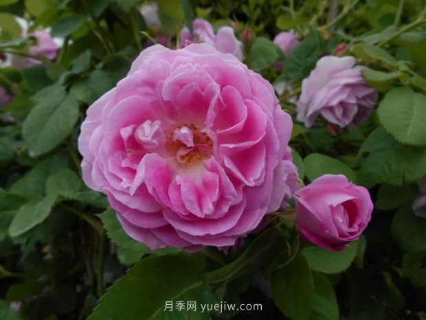 辰山植物園 現代月季之路(圖9)