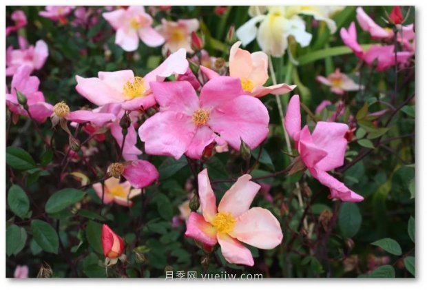 辰山植物園 現代月季之路(圖6)