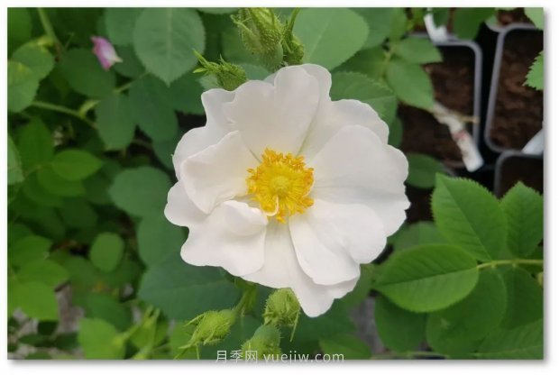 辰山植物園 現代月季之路(圖5)