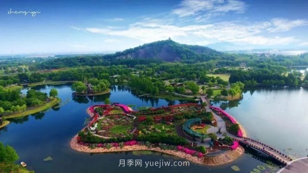 辰山植物園 現代月季之路(圖10)