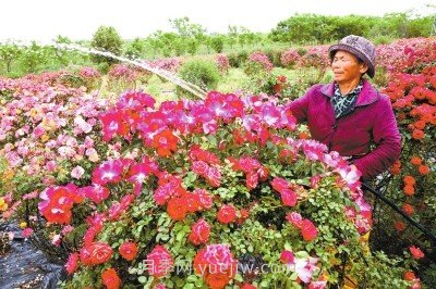 南陽(yáng)月季和艾草、中牟大蒜……河南人努力書(shū)寫(xiě)農業(yè)產(chǎn)業(yè)化(圖1)