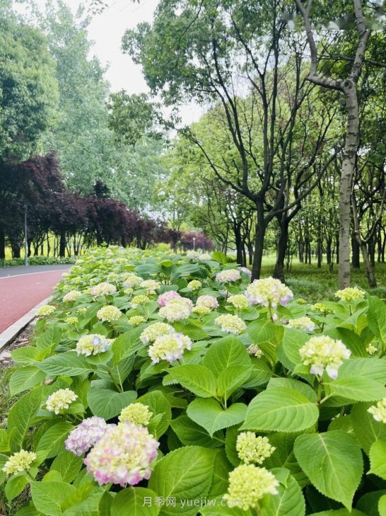 月季成墻、繡球綻放……上海長(cháng)寧外環(huán)林帶生態(tài)綠道花開(kāi)正艷(圖3)