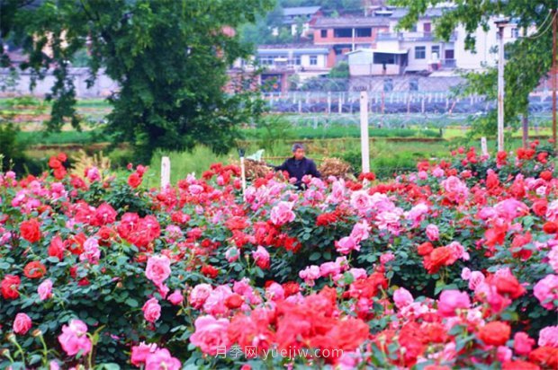 古樁月季成就云南紅河彌勒鄉村“致富花”(圖1)
