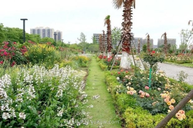 上海閔行區花好月園公園，萬(wàn)株月季怒放快來(lái)品(圖3)